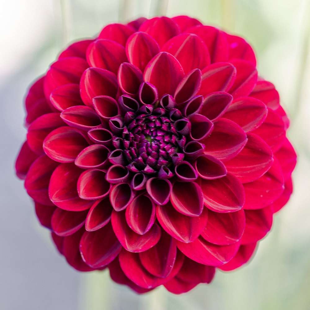 Dahlia 'Gipsy Night'